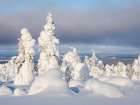 Snow covered mountain forest near Luosto. Pyha-Luosto National Park, winter in Lapland, Finland. Art Print